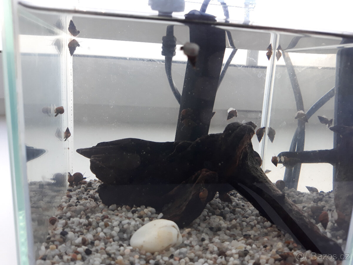 Akvarijní šneci - piskořky a okružáci všech barev - 17