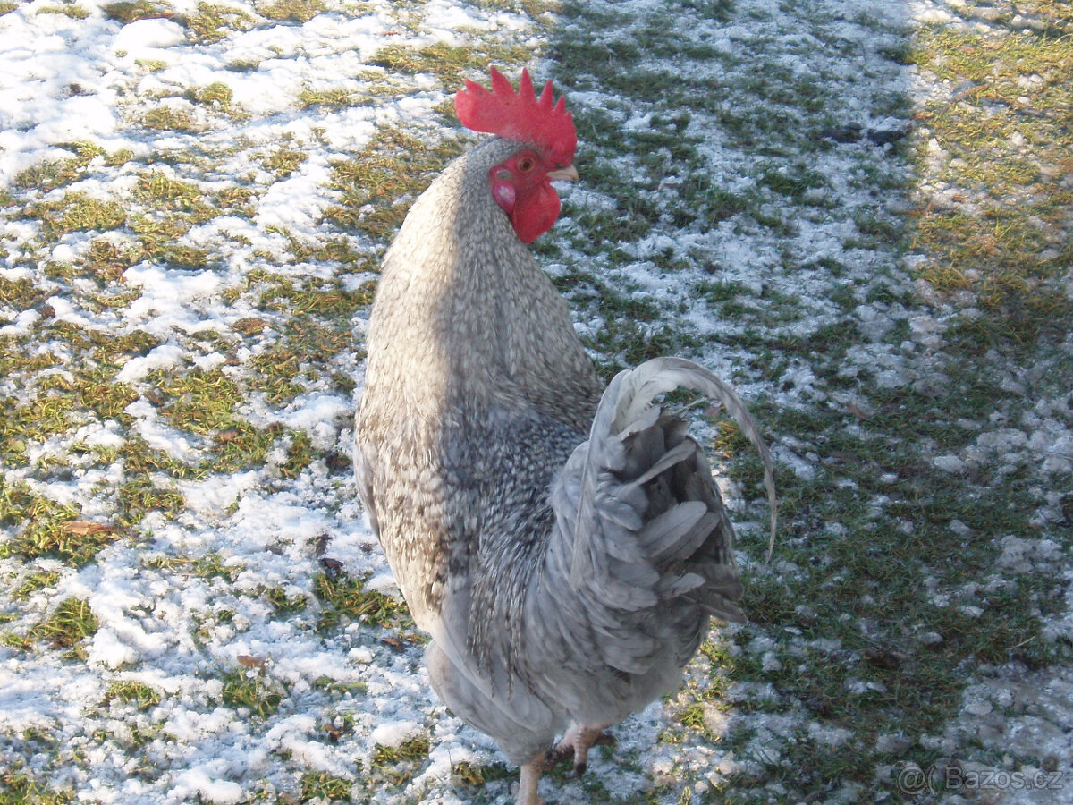 Prodám krásného kohouta do chovu - 17