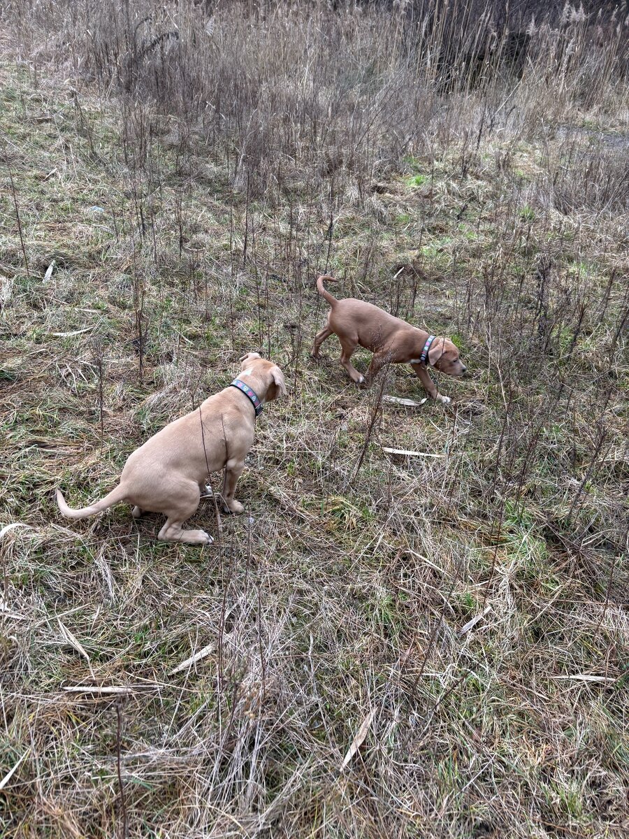 Americký stafordsirsky terier, Stafford, amstaf - 17