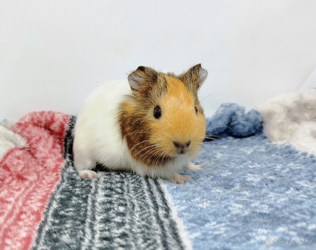 Morče, Morčata, Morčátko, Morčátka - SAMIČKY - 17