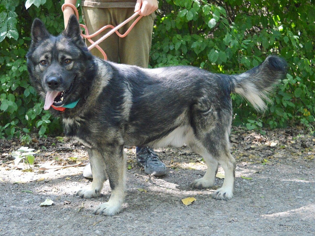 🐾 SIMBAD – energický hrdina s velkým srdcem - 17