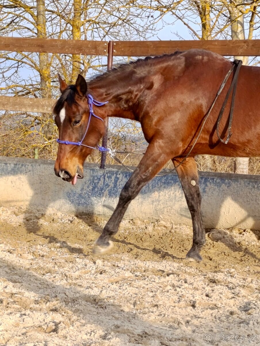 Klisna / Klusák / 7let / Prodej - 17