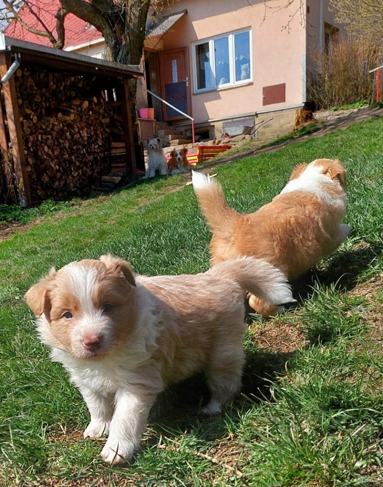 border kolie ee - red - 17