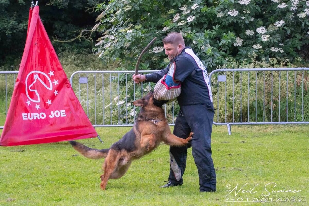 Německý Ovčák - štěňata - 17