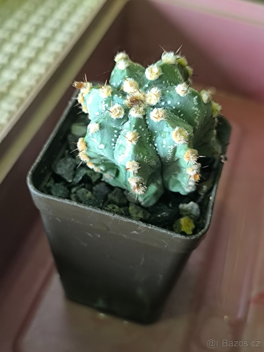 Kaktusy a sukulenty - 17