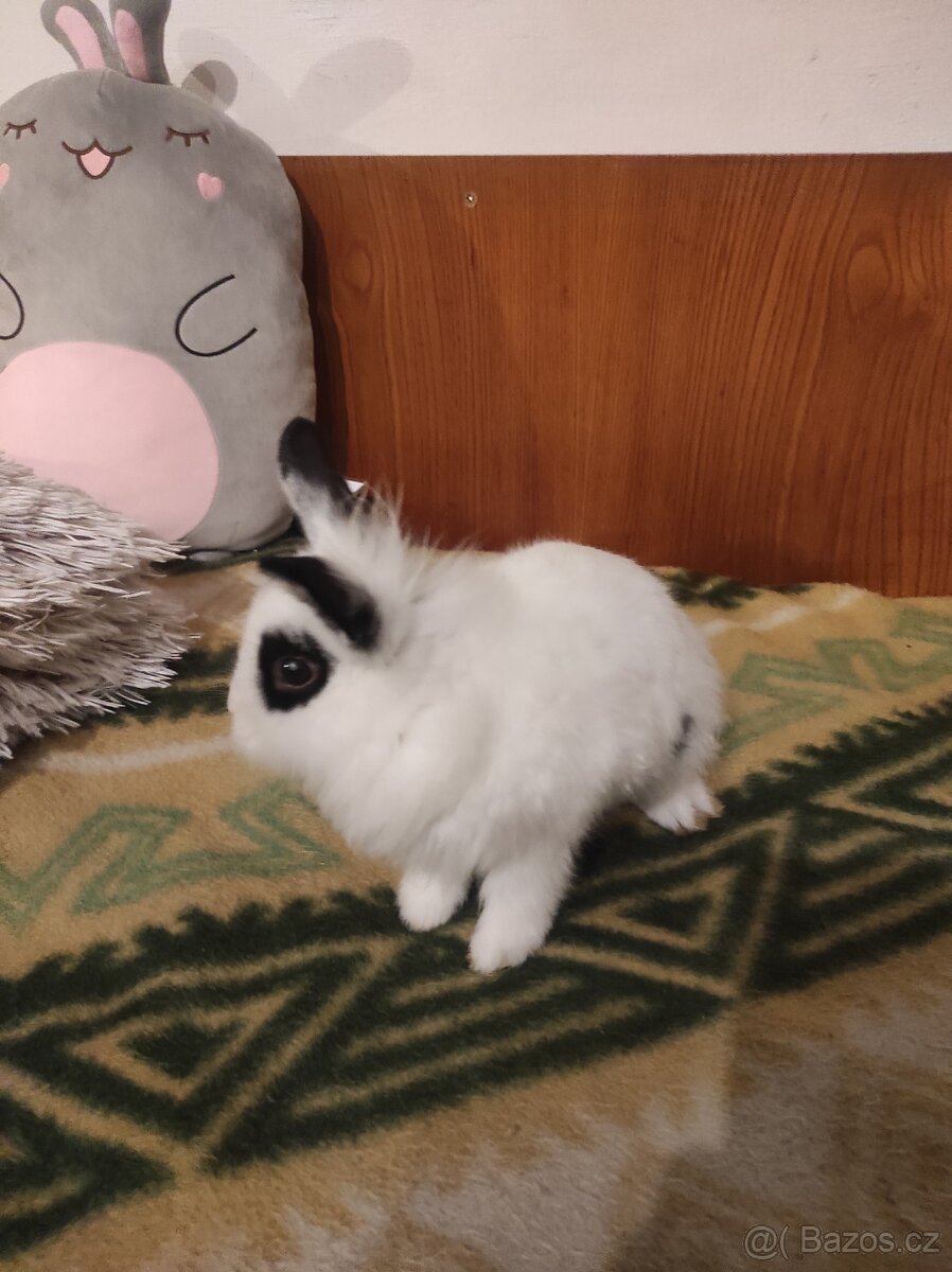Králík zakrslý - 17