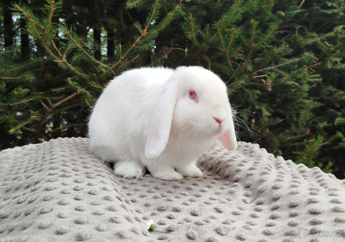 Zakrslý beránek, králíček, králík - WILLIAM - 17