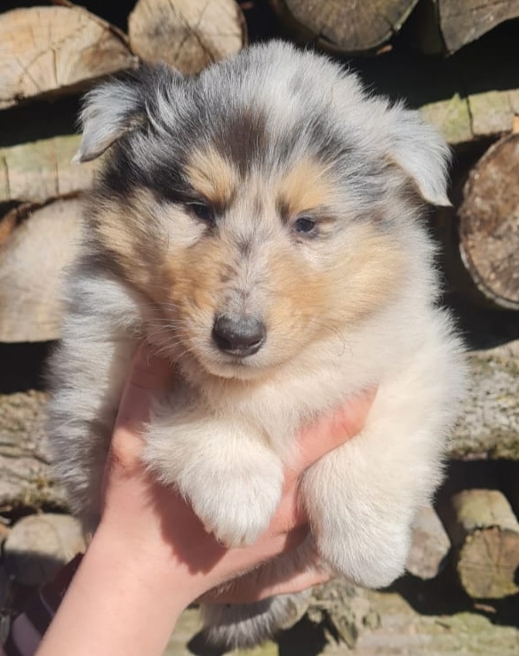 Kolie dlouhosrstá - 17