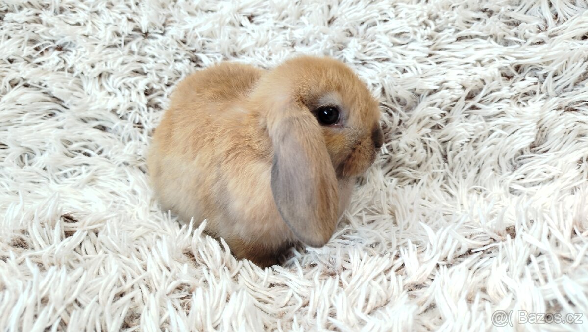 Zakrslý beránek, králíček, králík - JIJI - 17