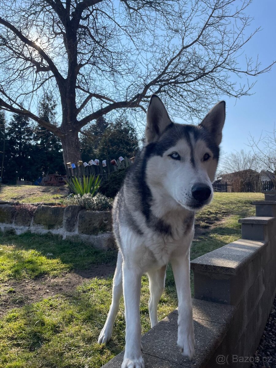 Rezervace husky štěňat - 17