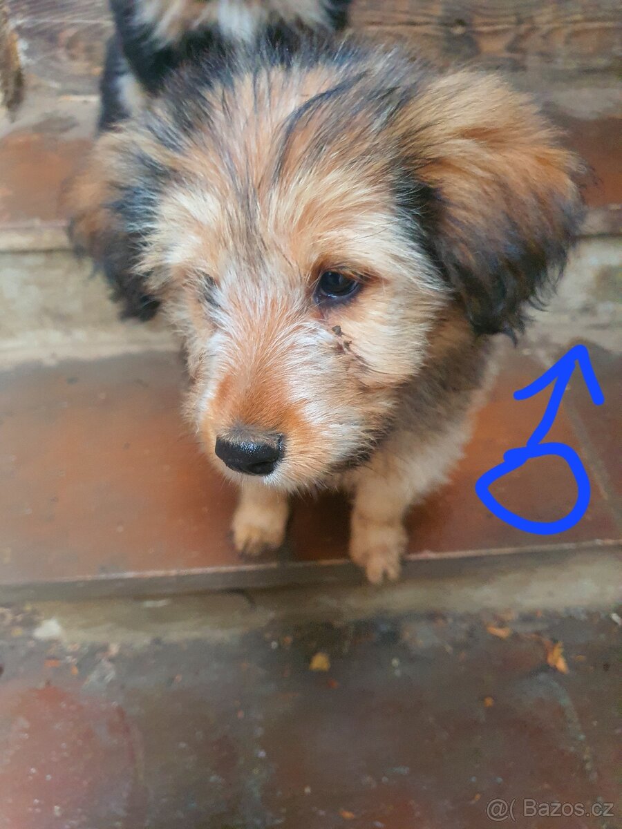 stene krizenec borderkolie× bretansky ohar/holandsky pinc - 17