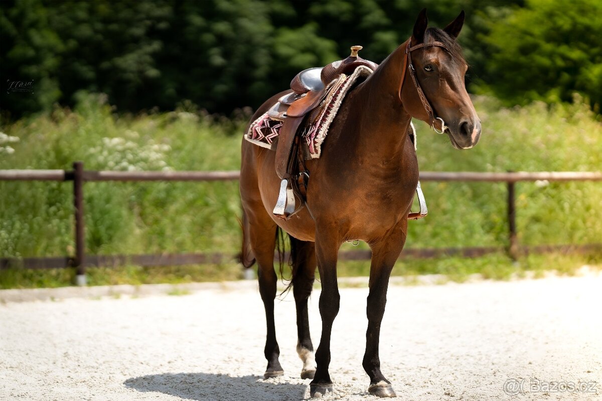 Tříletá reining klisna American Quarter Horse, Euro Futurity - 17