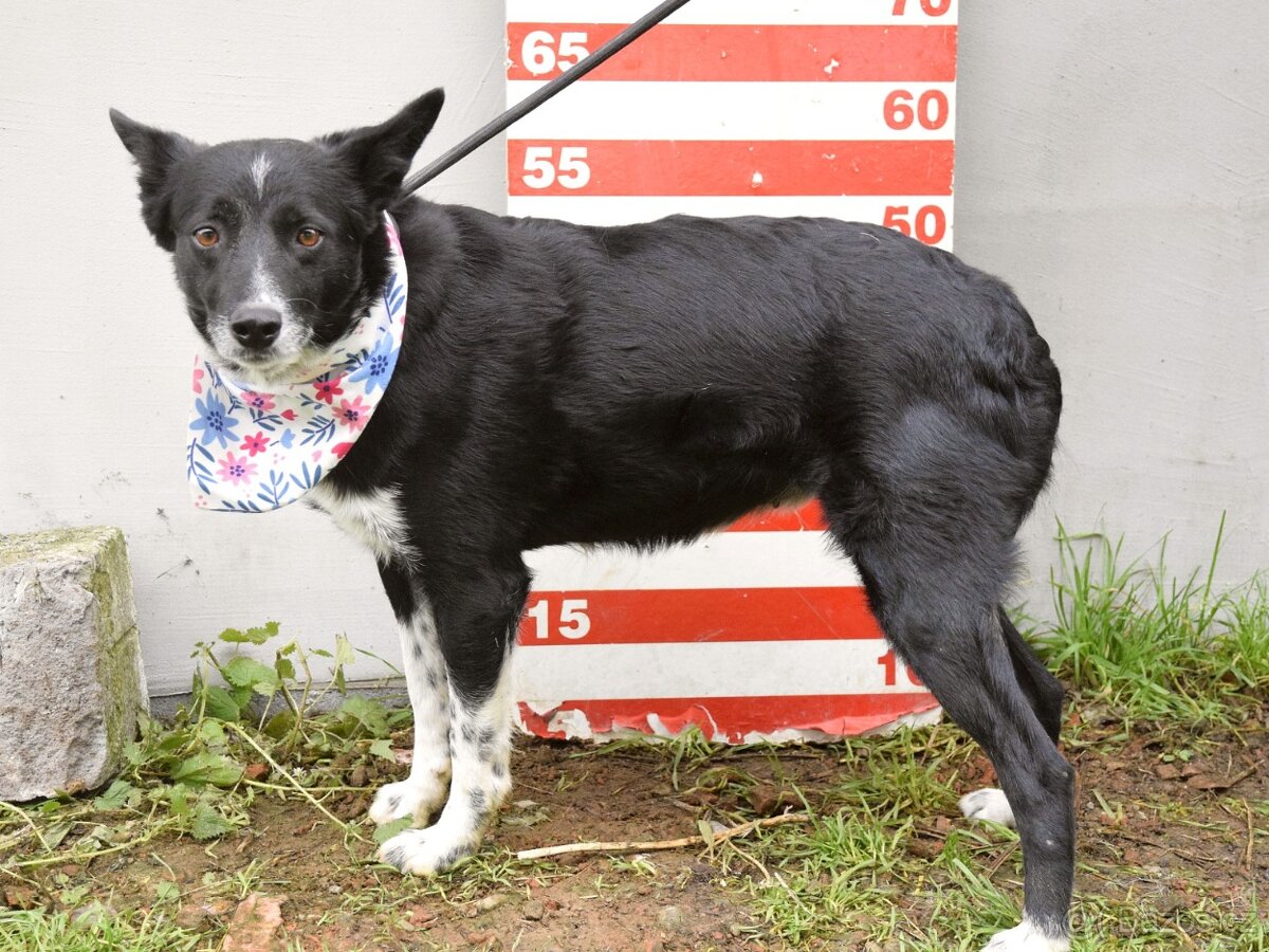 Naja hledá domov - 17