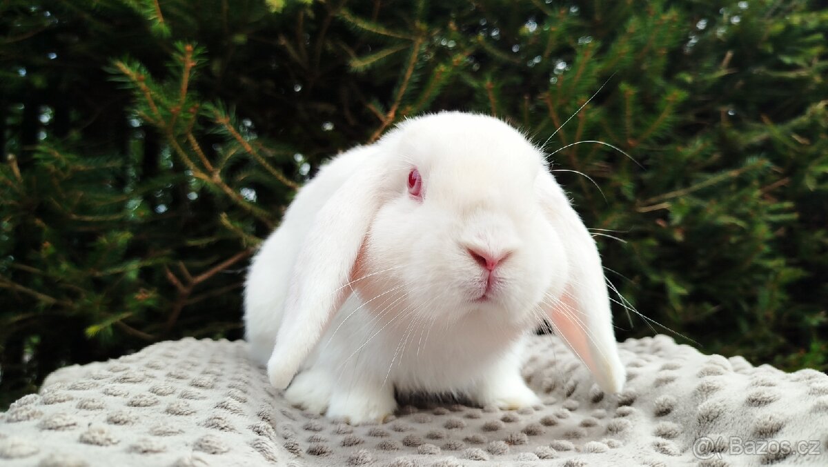 Zakrslý beránek, králíček, králík - WILLIAM - 17