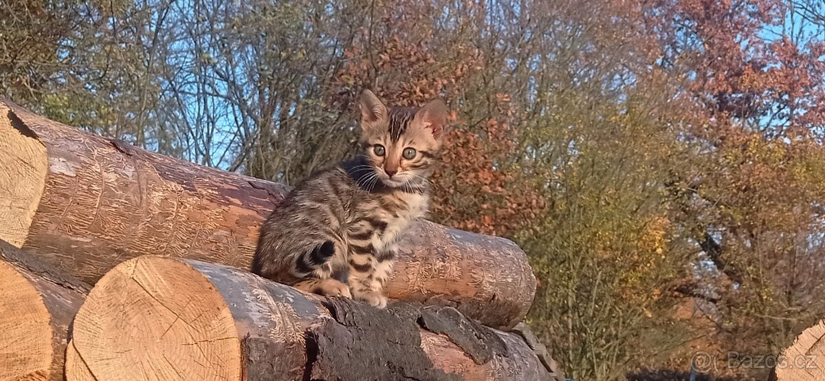 Kočka bengálská - 17