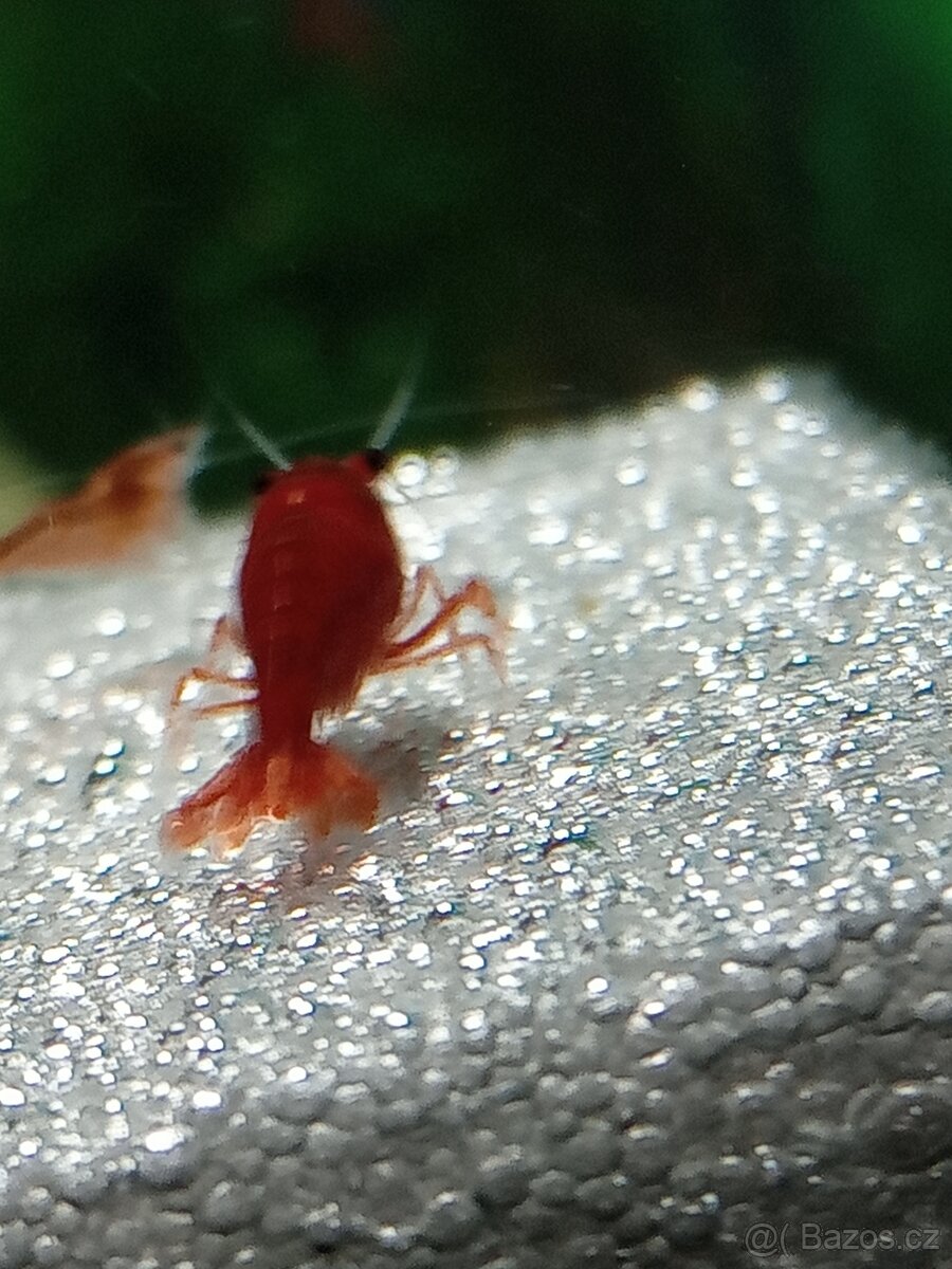 Krevety červené a krab Mekong - 17