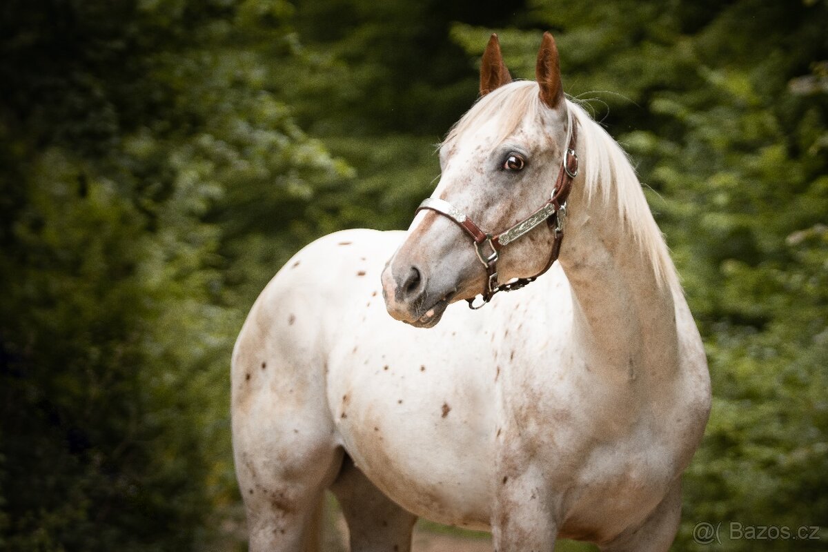 Appaloosa klisna - 17