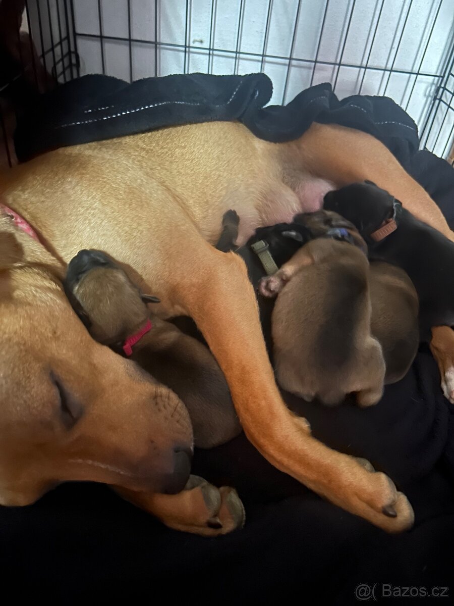 Štěňata křížence - 17