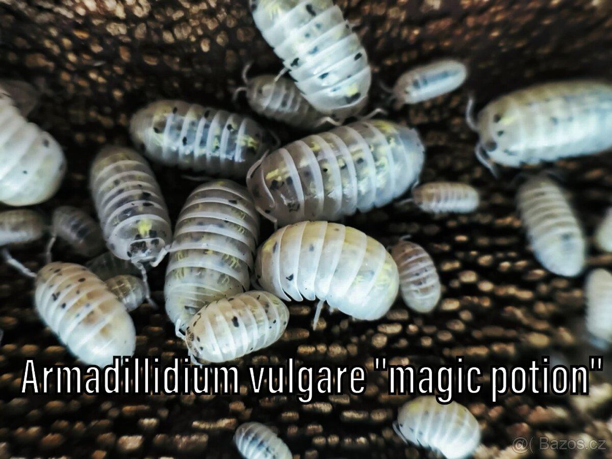 Isopody, chvostoskoci, mnohonožky, burzy, posílám - 17