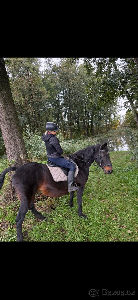 A 1/1 a český teplokrevník - 17