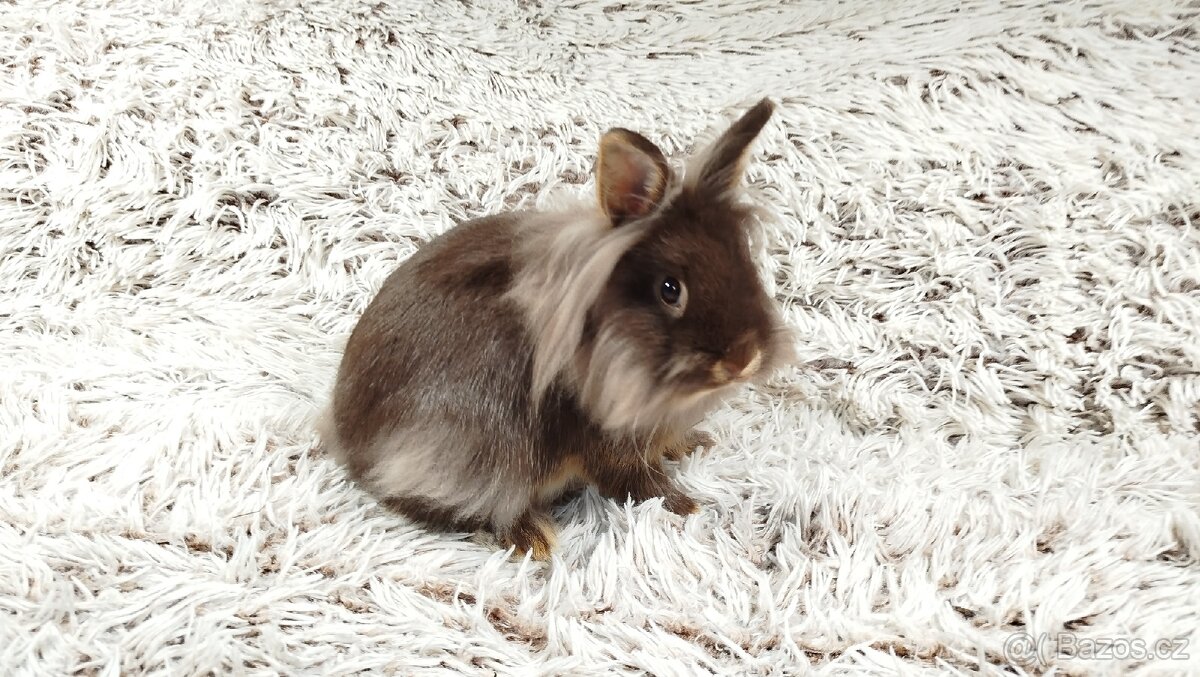 Zakrslý králík, králíček - (lvíček)-NATANIEL - 17