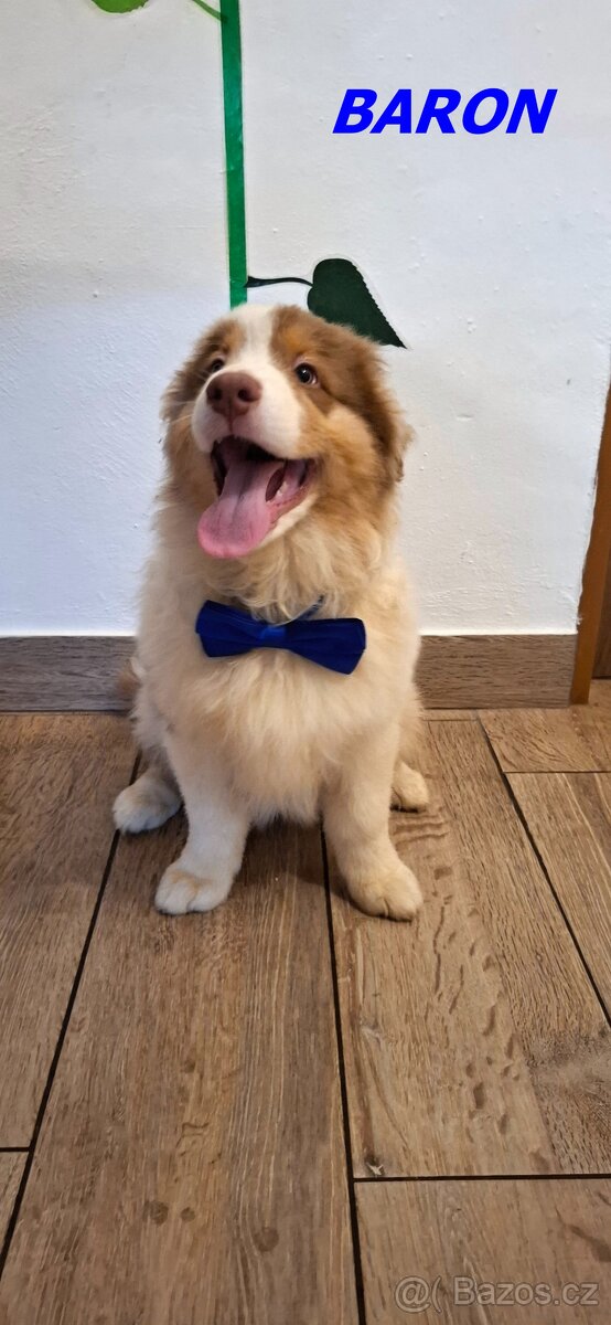 Australský ovčák s PP - 17