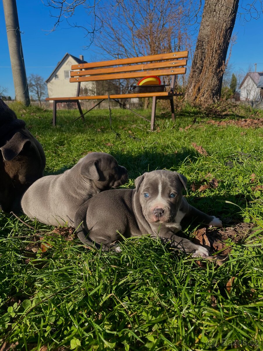 🐾 Americký stafordšírský teriér – modrá štěňátka Bibi a Oli - 17