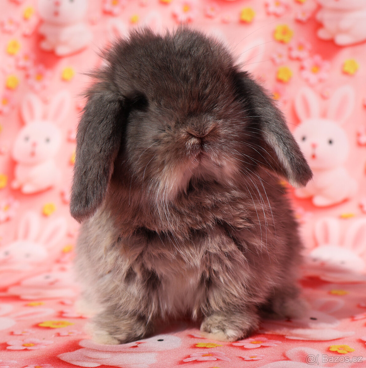 Zakrslí beránci NHD . - 17