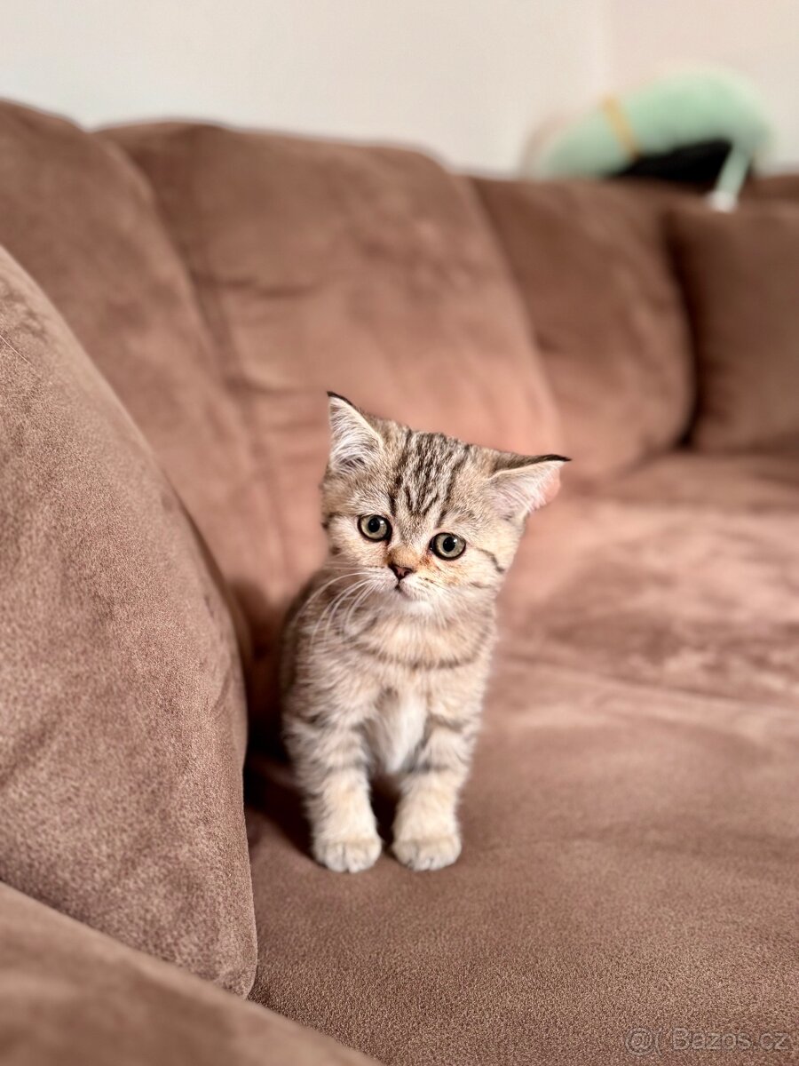 Skotská klapouchá kočka, scottish straight s PP - 17