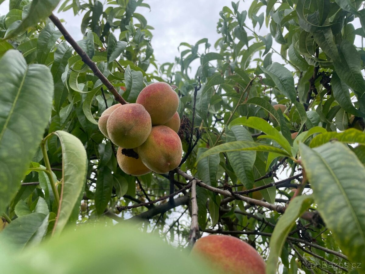 Chateau Vysočany - 17