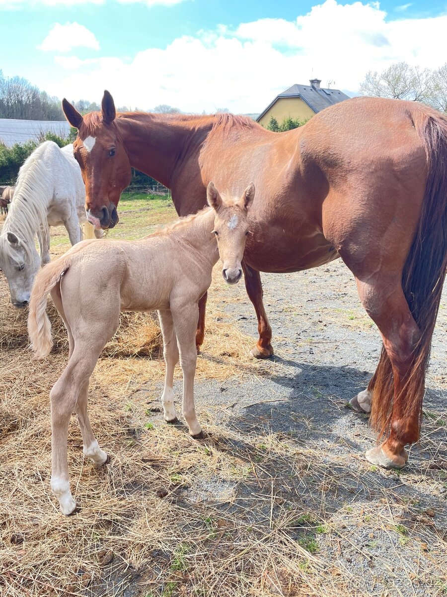 Quarter horse 2,5 roku . - 17