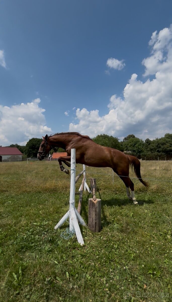 ČT kobyla 2012 - 17