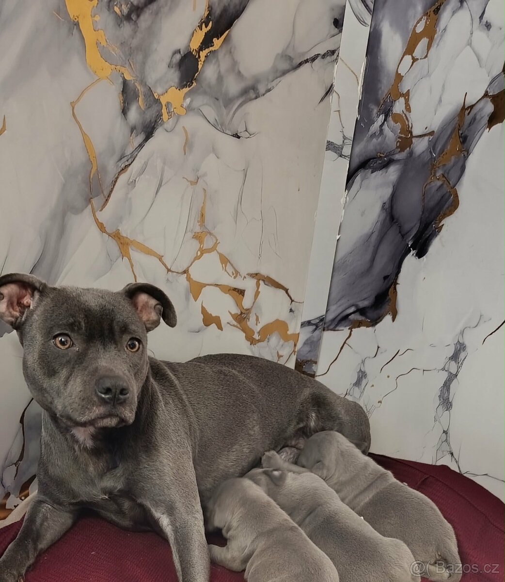 Stafordšírský bulteriér - 17