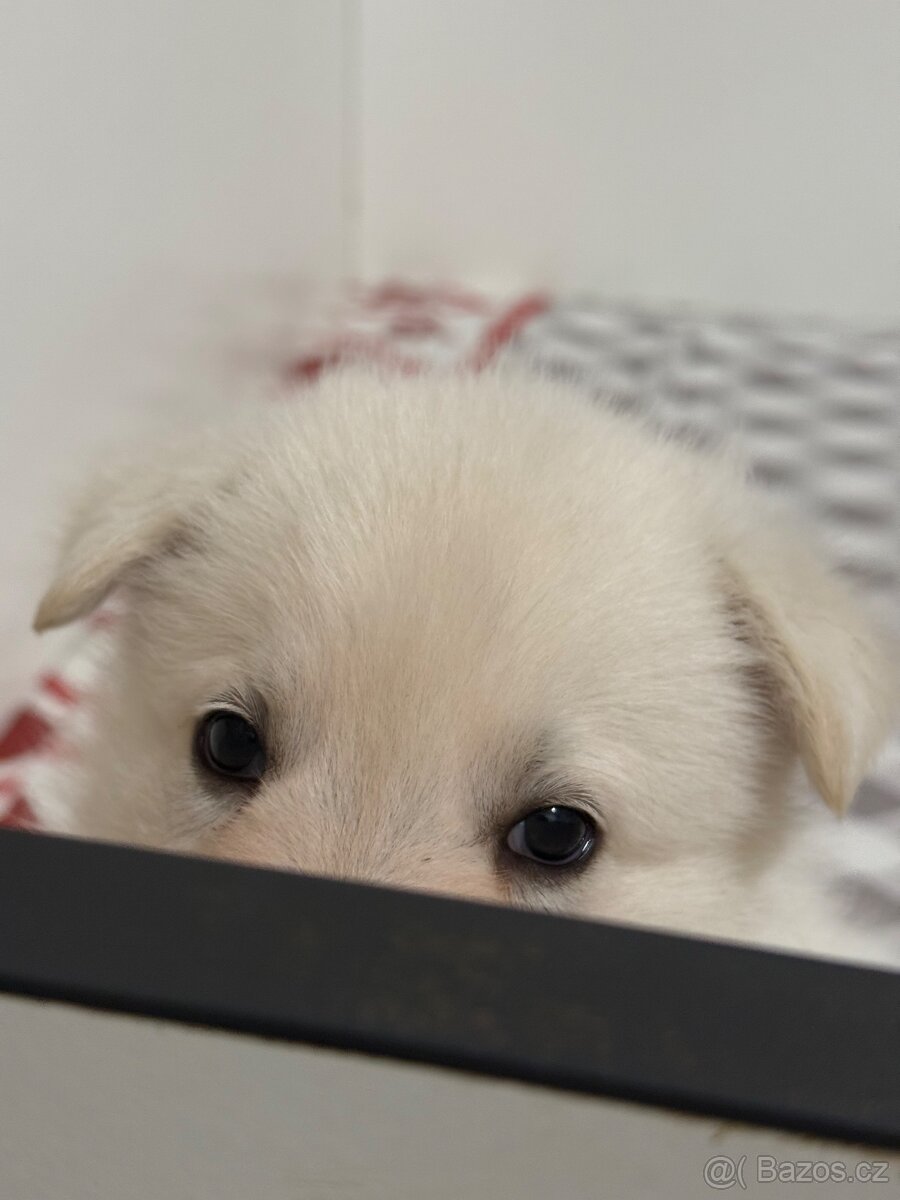 Bílý švýcarský ovčák s PP - 17