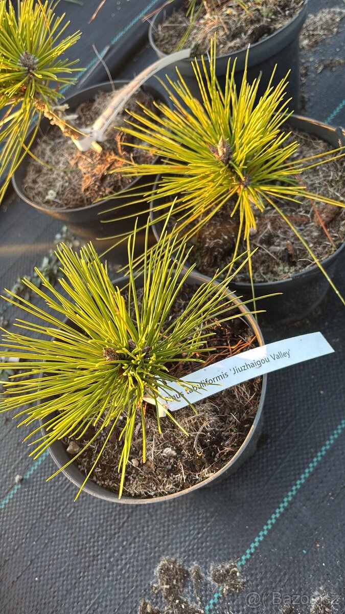 Borovice c2 doprava - 17