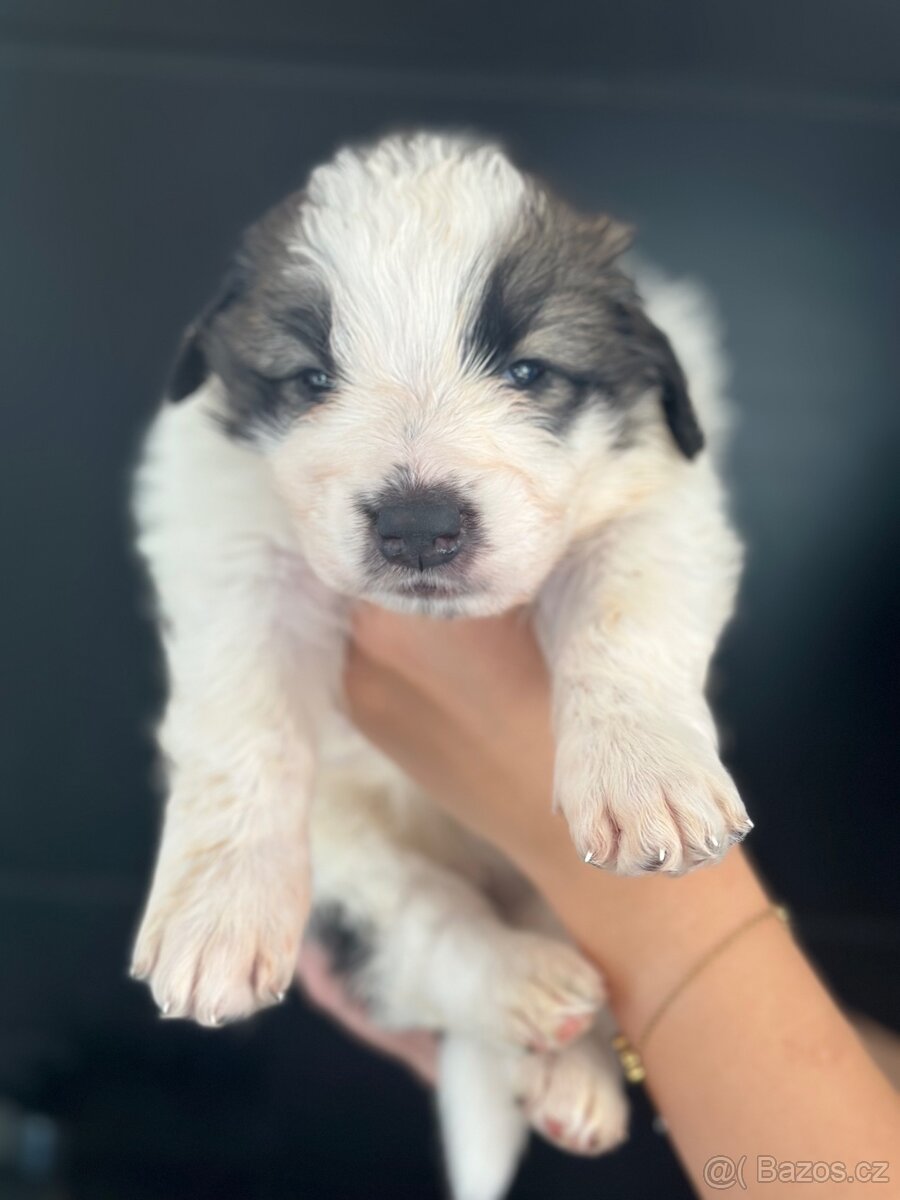 Tornjak s PP poslední 2 štěňátka - 17