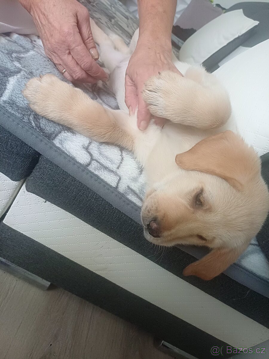 Štěňátka Labradora - 17
