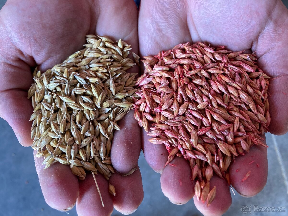 Mořička osiva VI-AGRO Big Bag 5t/h Nerez - 17