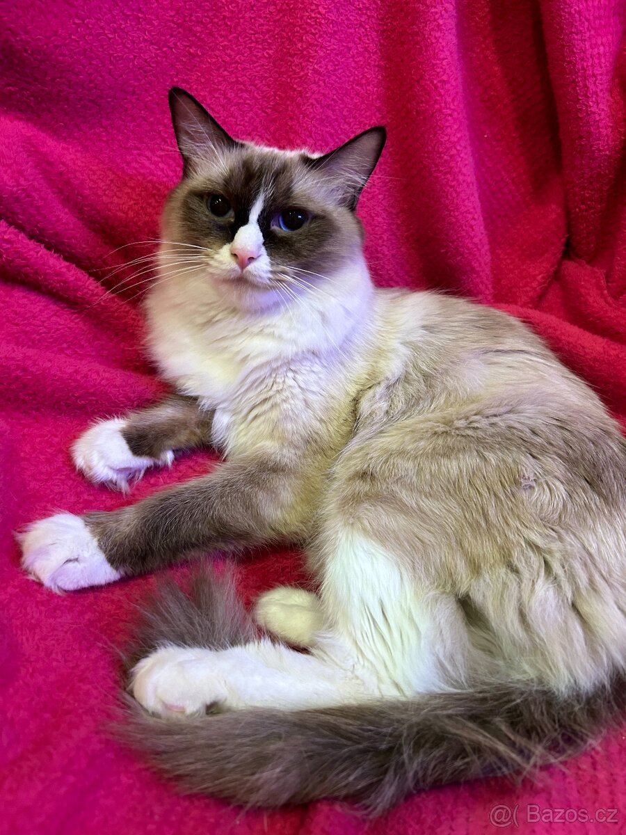 Kotátka Ragdoll bez PP - 17