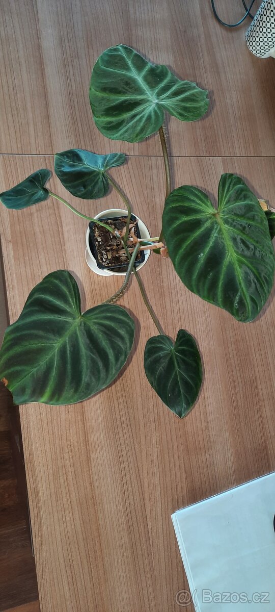 Sada zakořeněných řízků - monstery, philodendrony, synga - 17