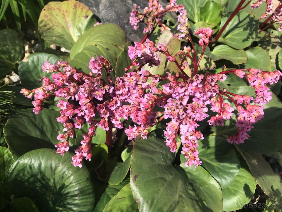 Trvalky a víceletky-LEN OSOBNÝ ODBER BRNO - 17