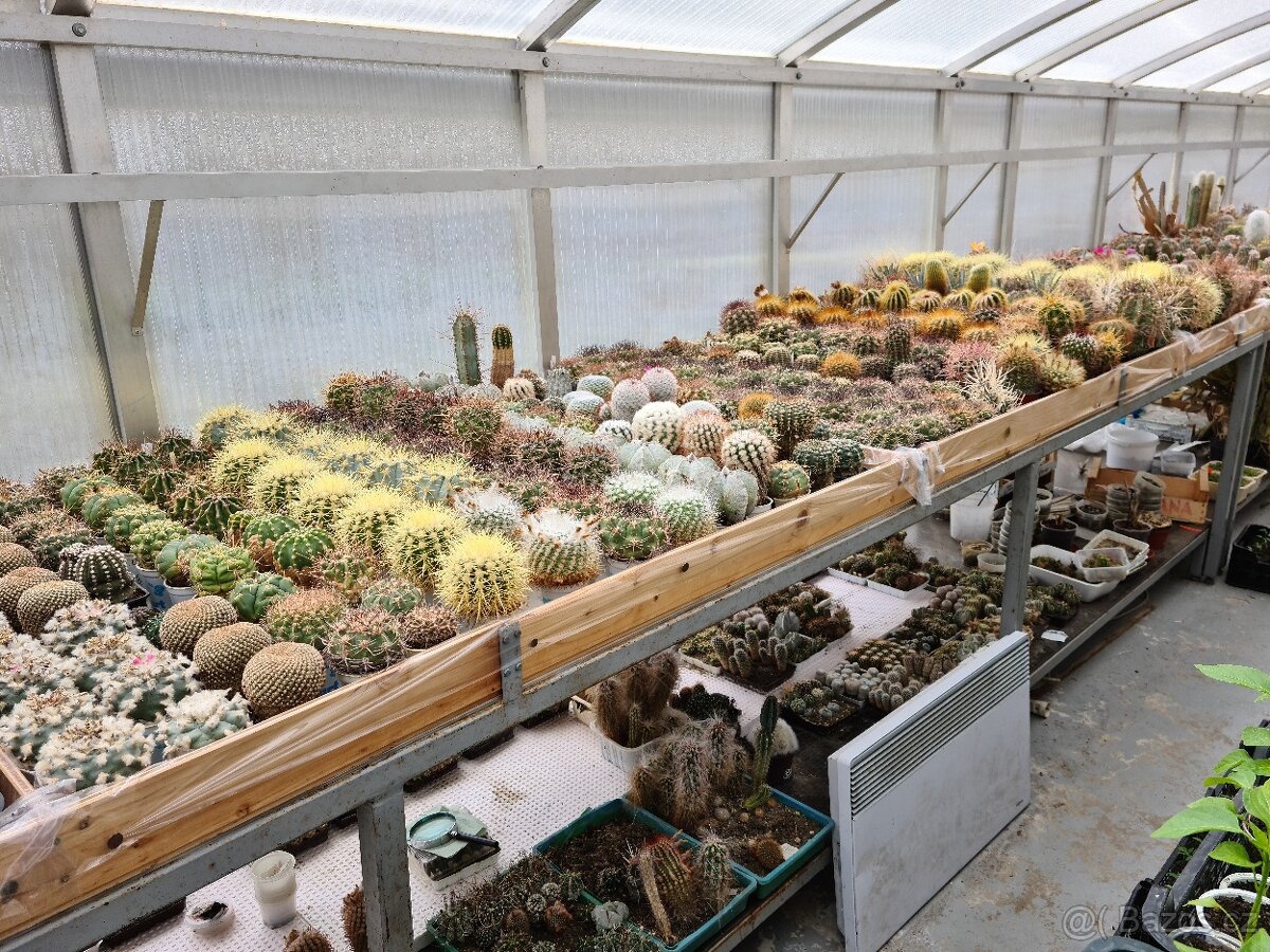 Prodám rozsáhlou sbírku kaktusů - 17
