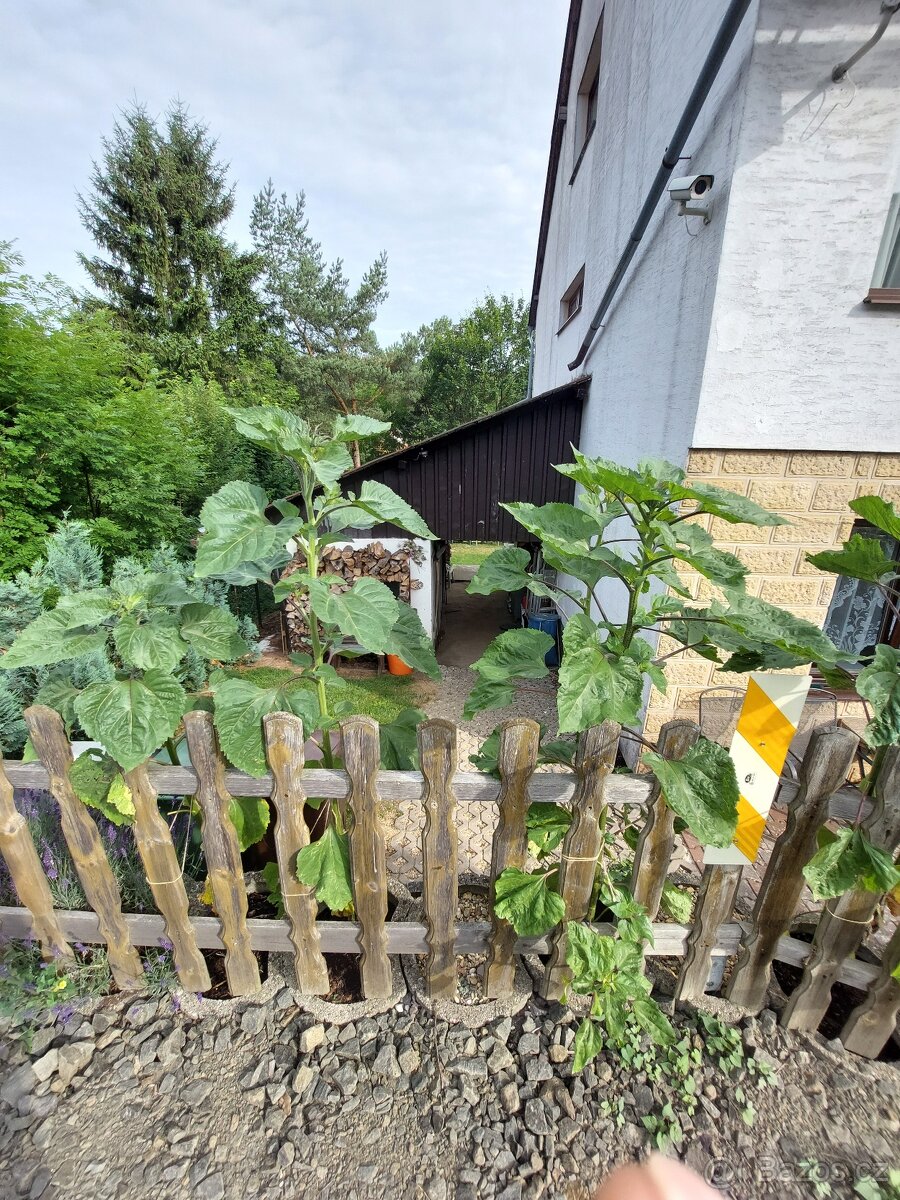 Prostorný dům s možností podnikání v podhradí - 17