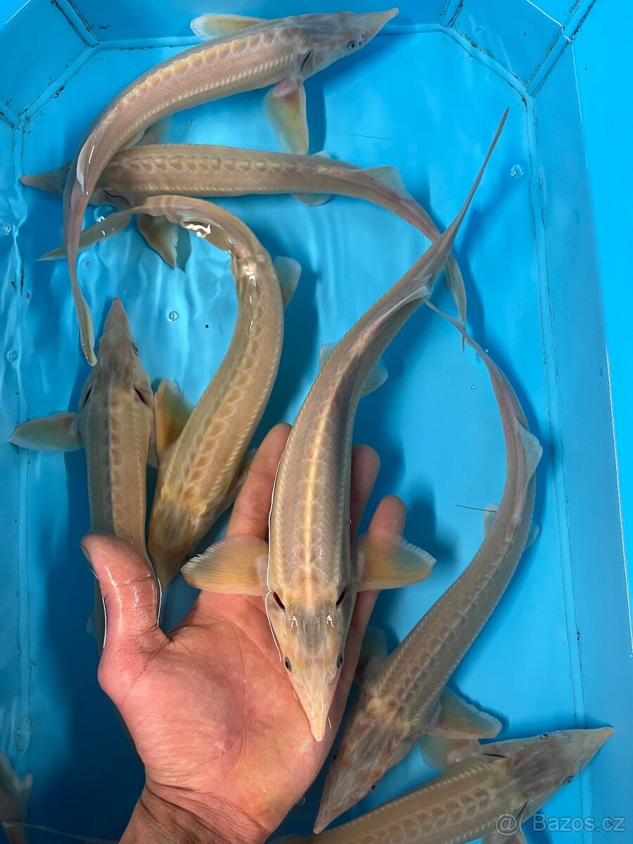 Jezírkové ryby - 17