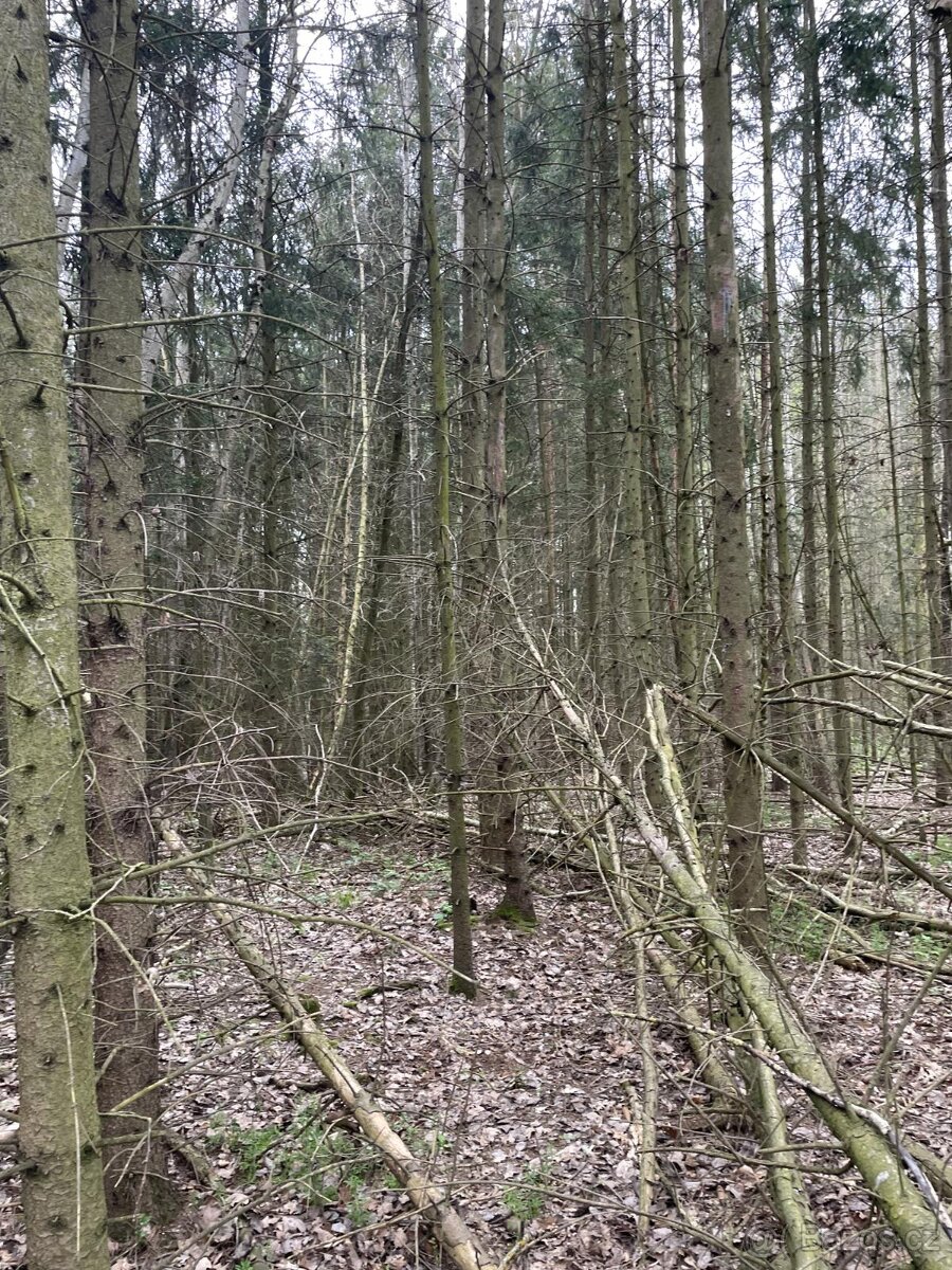 Prodám lesní pozemky v k.ú. Hradiště u Domažlic - 17