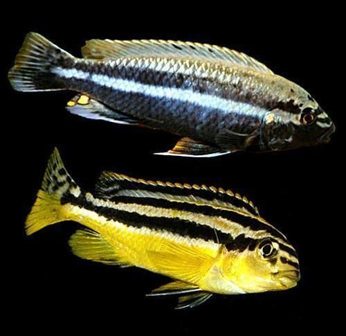 Tlamovci Malawi 14 - 17