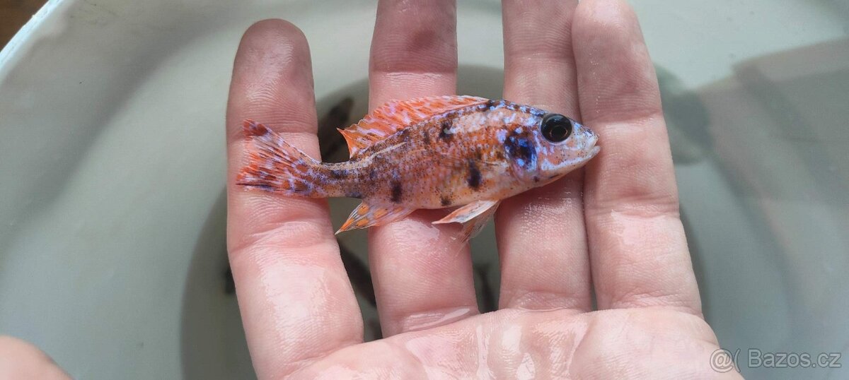 Tlamovci Malawi - 17