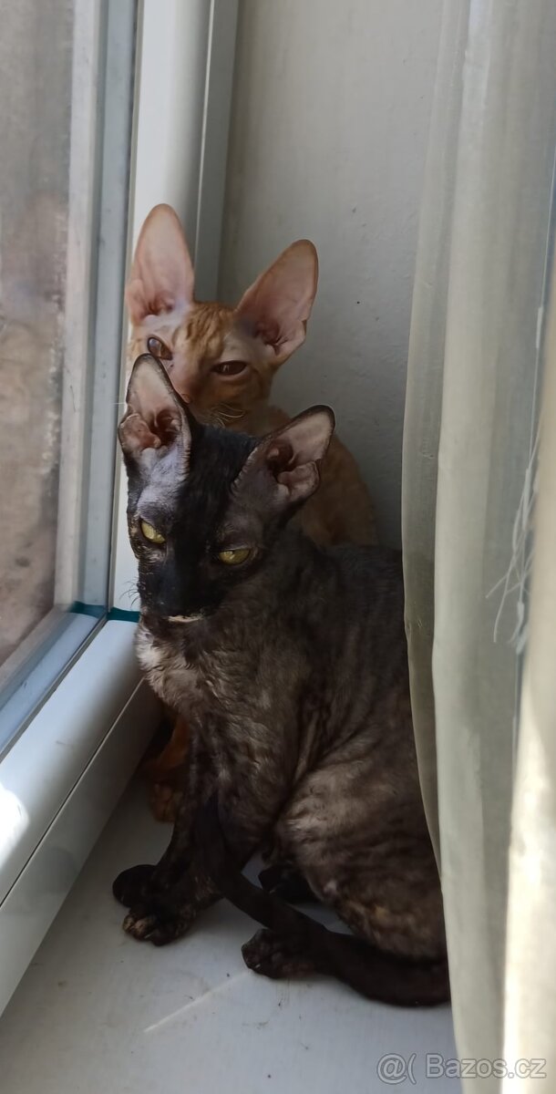 Koťata Cornish Rex s PP - 17