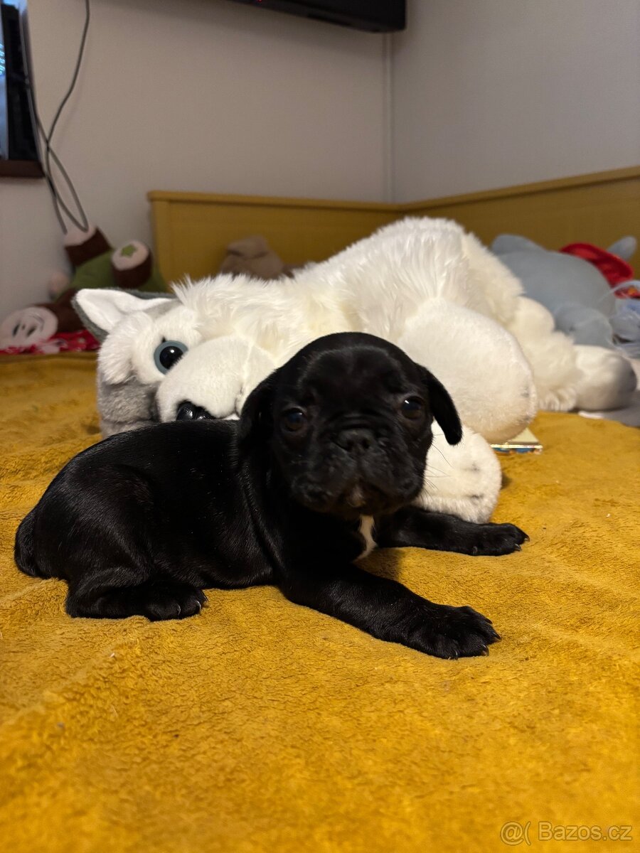 Francouzský buldoček - 17