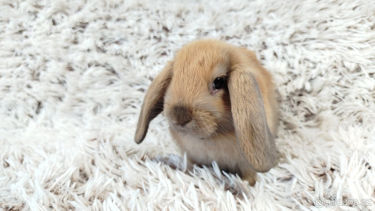 Zakrslý beránek, králíček, králík - JIJI - 17